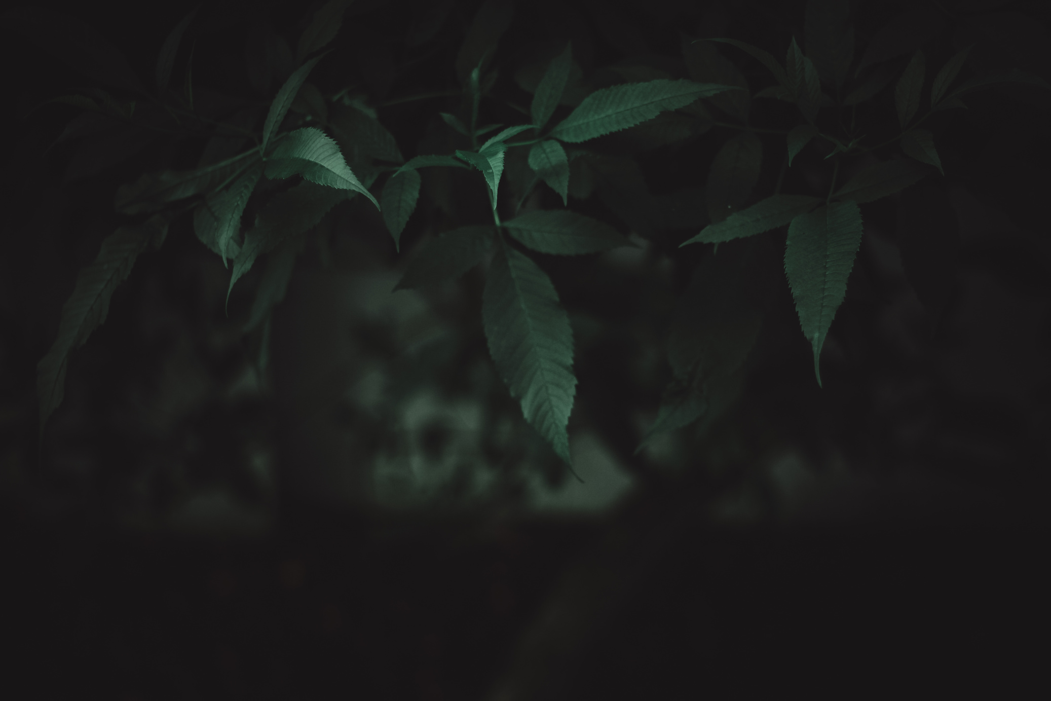 Close-Up Photography of Leaves