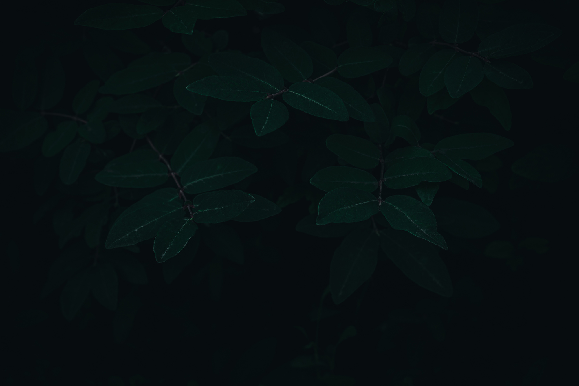 gloomy dark plants.